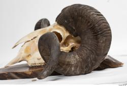 Photo Textures of Mouflon Skull Antlers